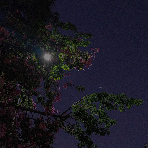 Photo #13869145