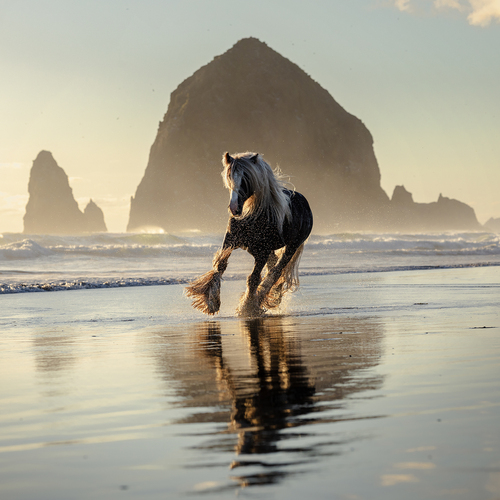 Beach Stallion
