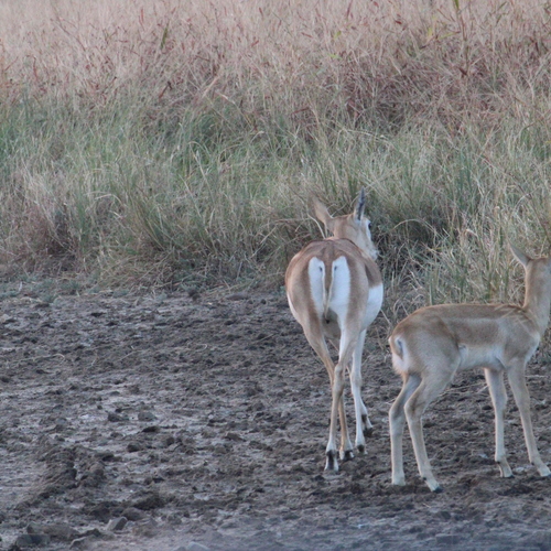 Blackbuck duo