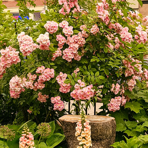 A Hidden Garden in Manhattan