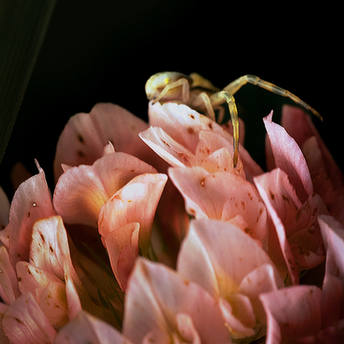 Photo #13869741
