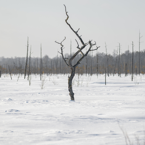 Photo #13869750