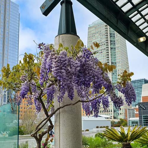 Urban Wisteria