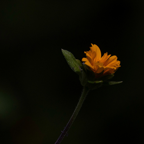 Photo #13870072