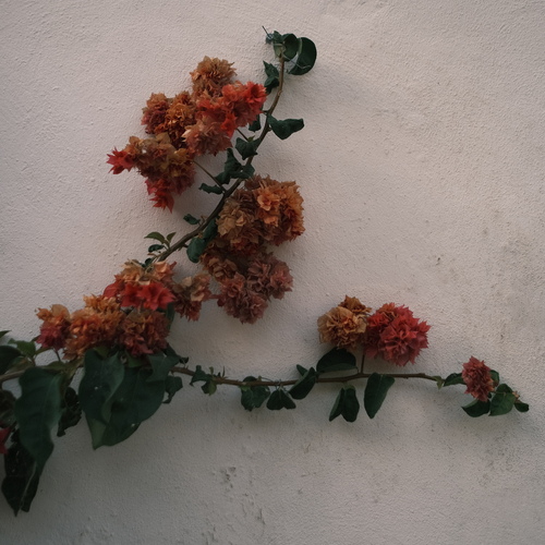 Photo #13870183