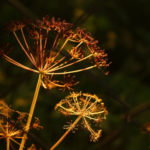 Sunny Grass