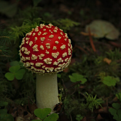 Photo #13870758