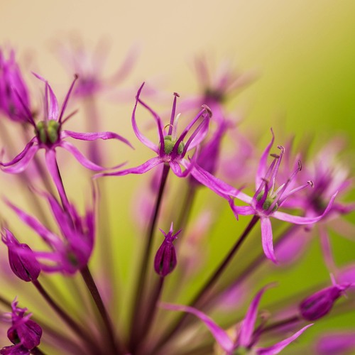 Photo #13870996
