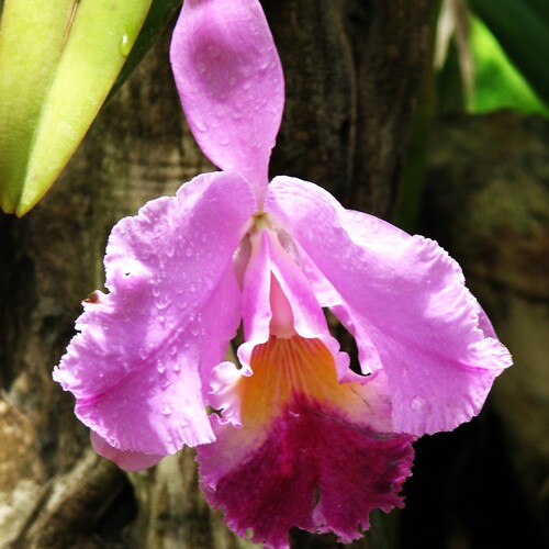 Crimson cattleya
