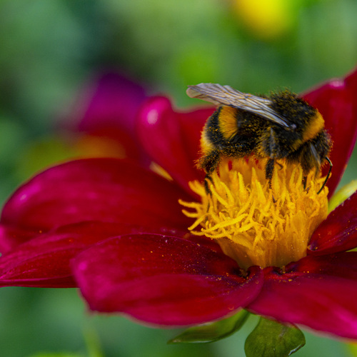 Friends of flowers
