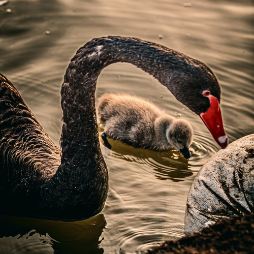 Mother care