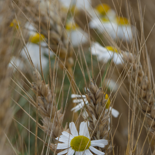 Russian field