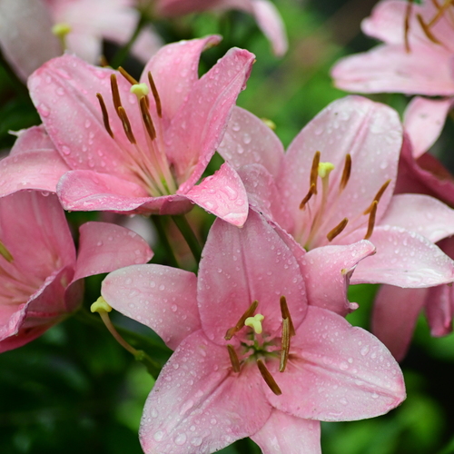 Photo #13871588