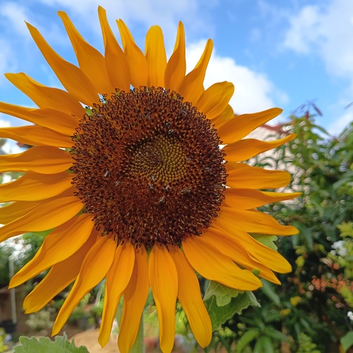 Crowned by the Sun