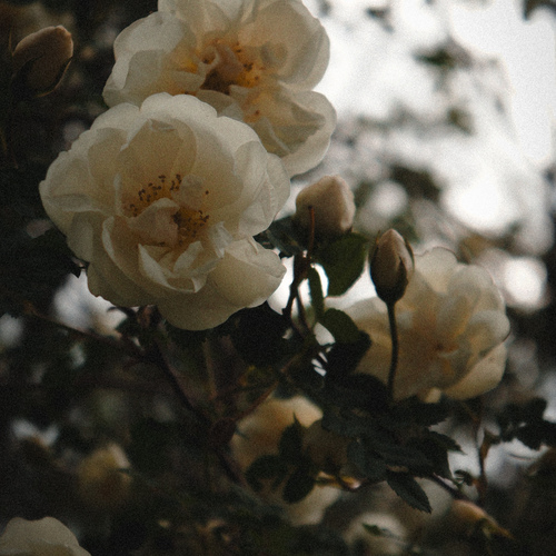 Photo #13871758