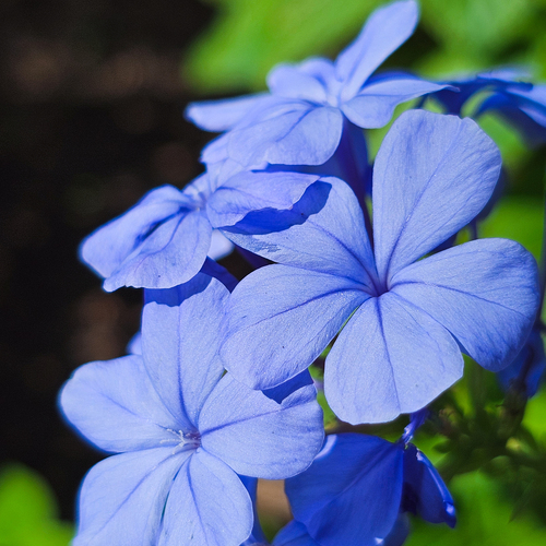 Whispers of Blue