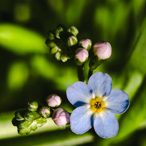 Soft Bloom