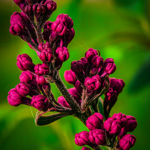 Before the Bloom