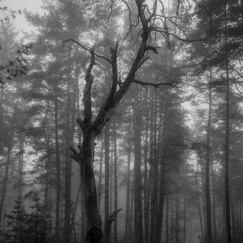 Photo #13871929