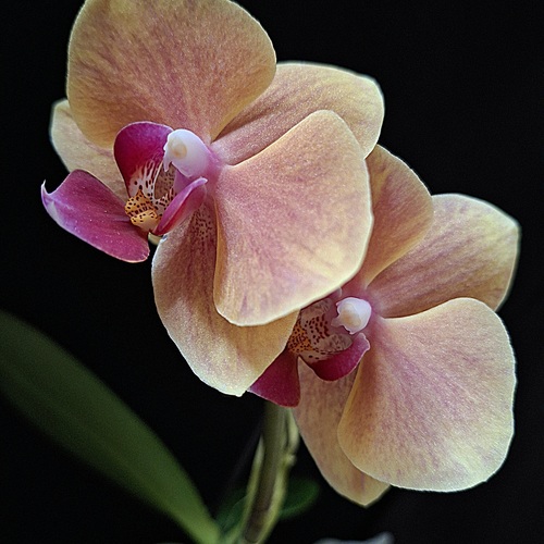 Photo #13871946