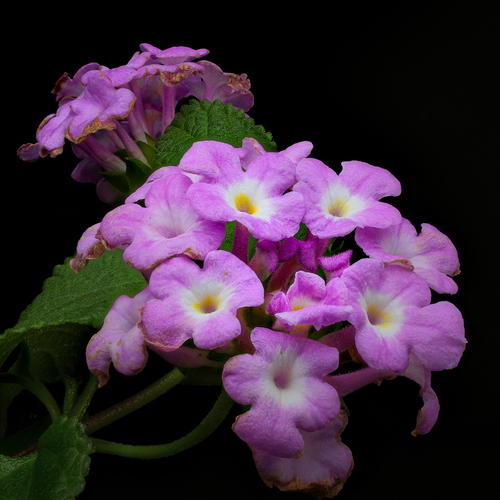 Lantana Bloom - The Intertwined Cycle: Life and Decay in Miniature.