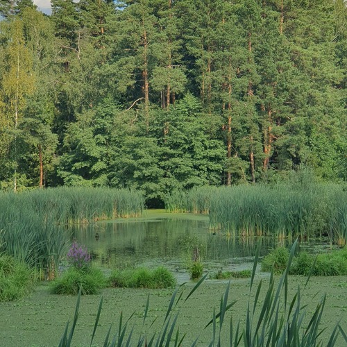 Photo #13872258