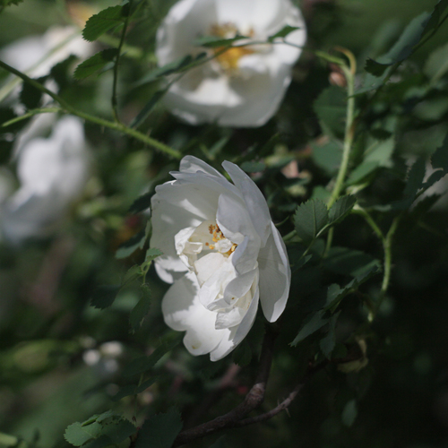 Photo #13872518