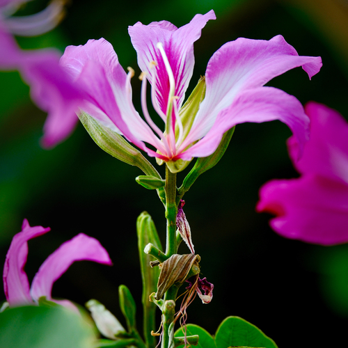 The Bauhinia\'s Grace