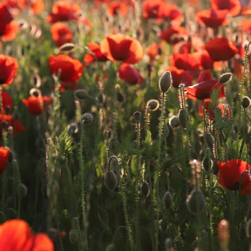 Wild Poppy Field