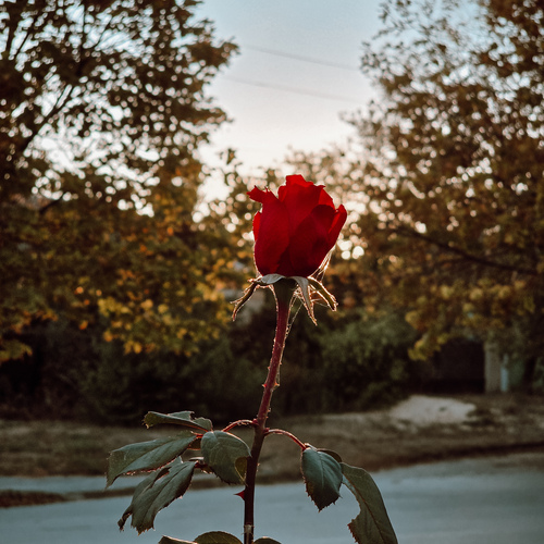 Photo #13873322