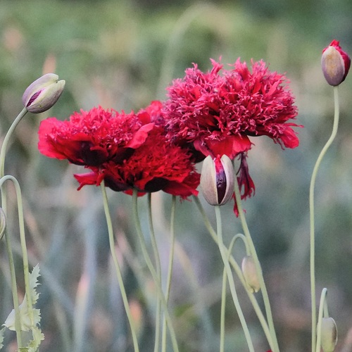 Photo #13873355