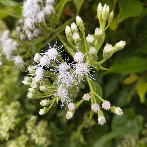 Wild white flowers