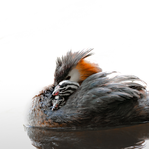 Photo #13873645