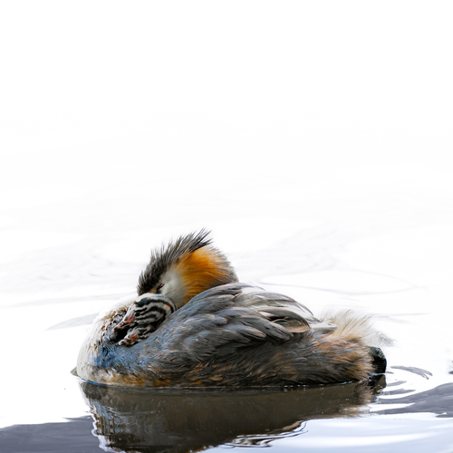 Photo #13873647