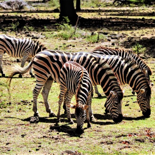Silent Learning: A Protective Clan in the Heart of the Savanna