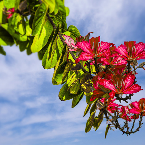 A Bouquet from the Tree / Букет от дерева
