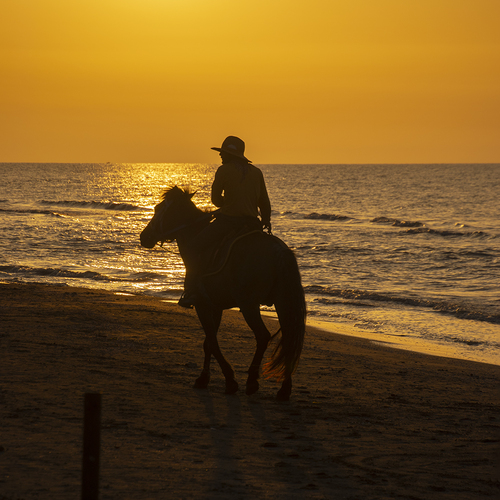 The Rider