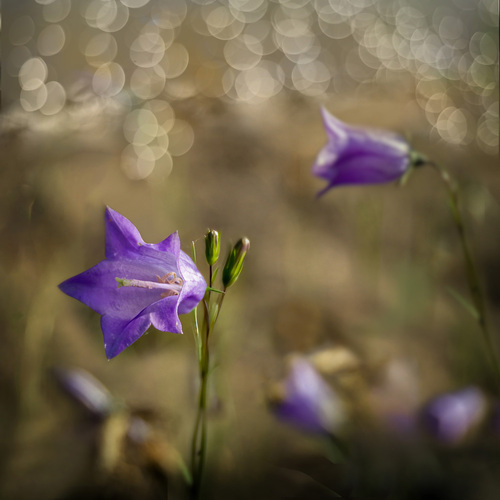 Photo #13874769