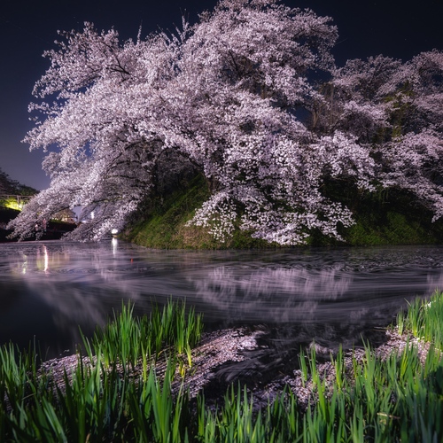 River of Falling Blossoms