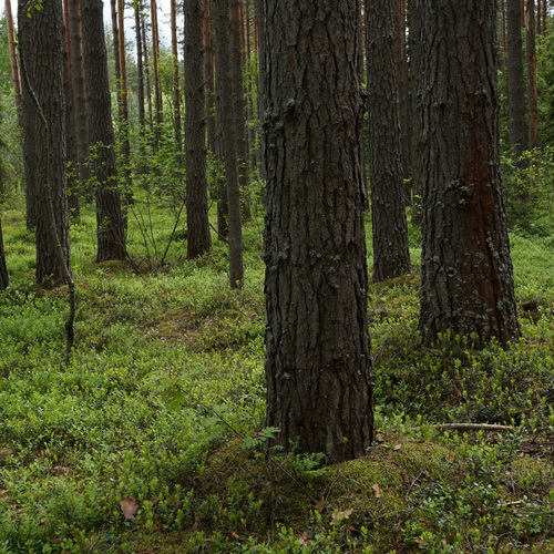 Photo #13874968