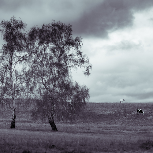 Photo #13875085