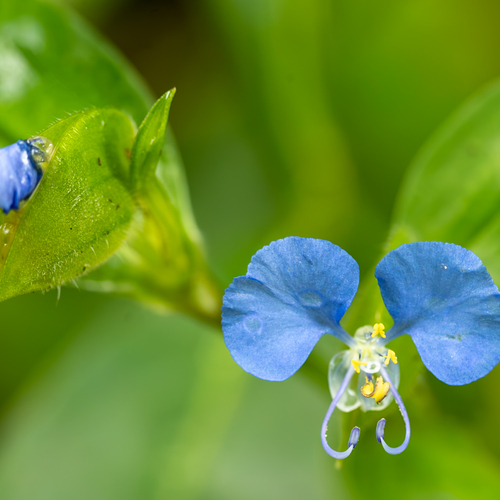 Blue whispers in the world on green