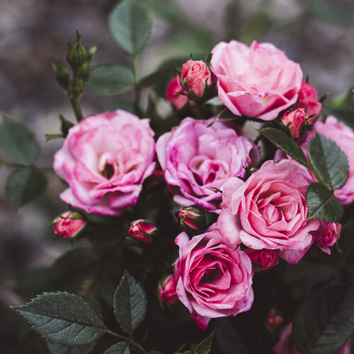 Photo #13875315