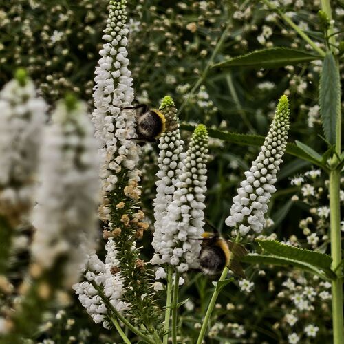 Photo #13876656