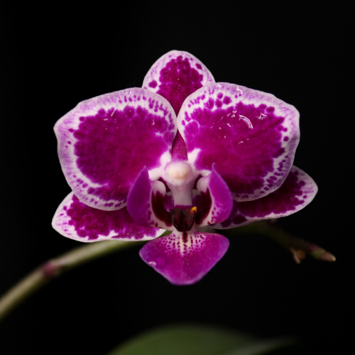 Orchid in the dark