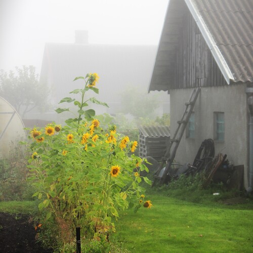 Photo #13877281