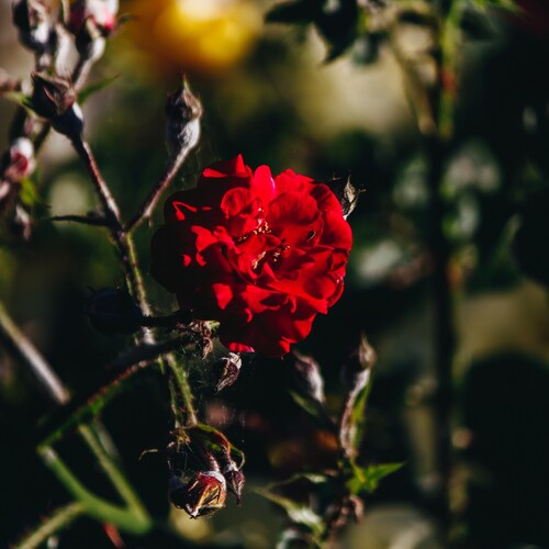 Photo #13877599