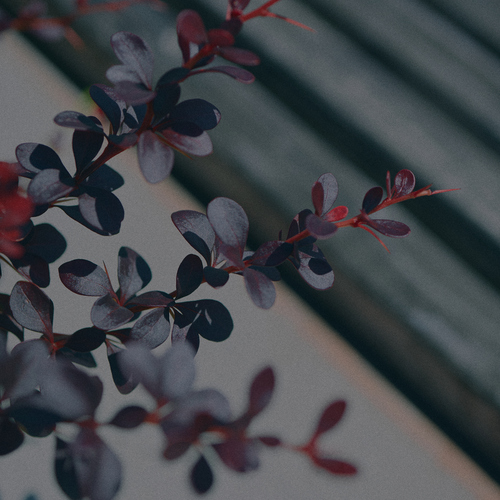 Photo #13877659