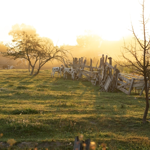 Photo #13877923