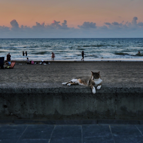 Photo #13878175